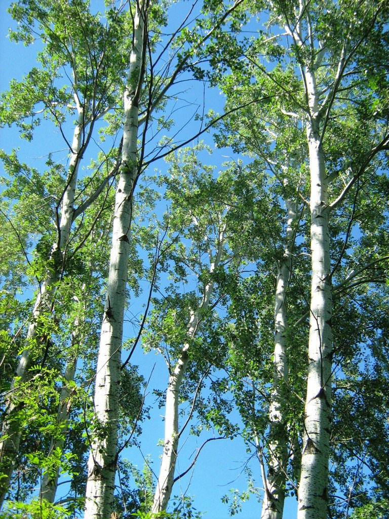 Image of Populus alba specimen.