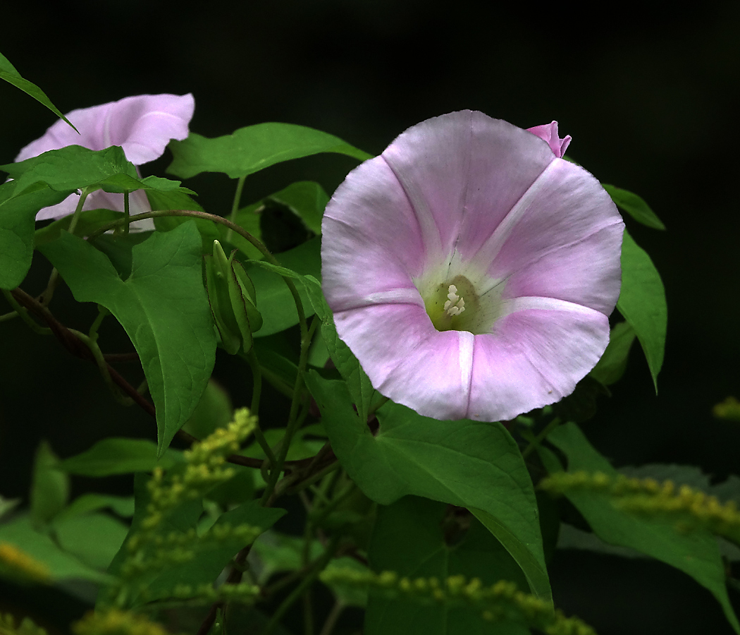 Изображение особи Calystegia inflata.