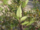 Bidens frondosa