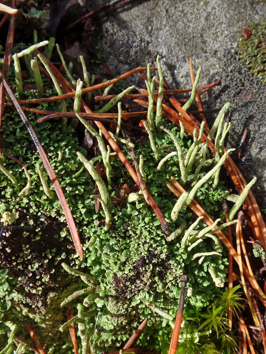 Изображение особи род Cladonia.