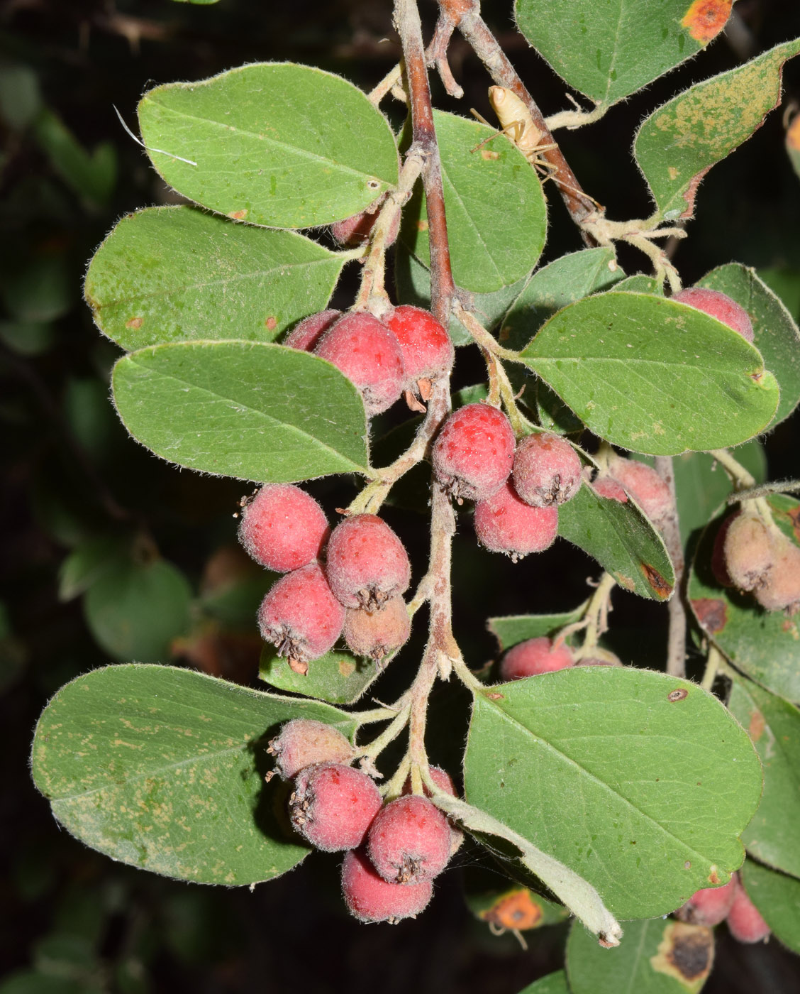 Image of Cotoneaster soongoricus specimen.