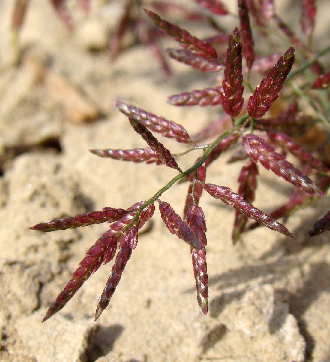 Image of Eragrostis minor specimen.