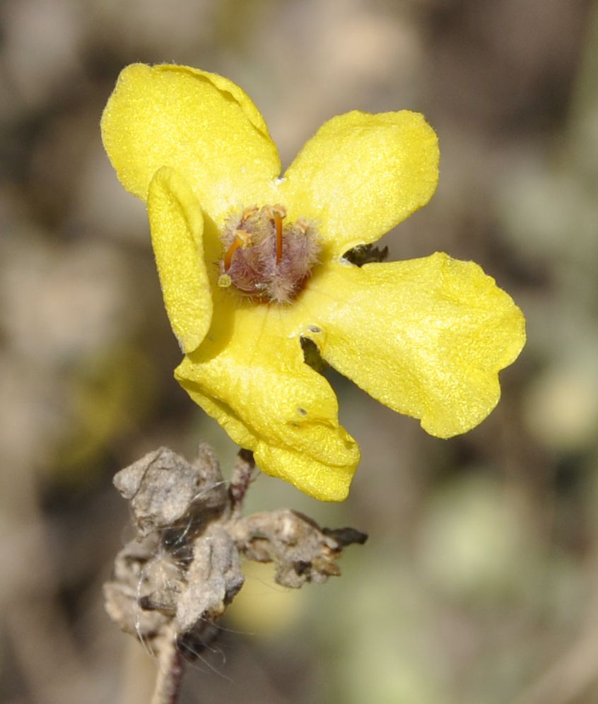 Image of Verbascum pinnatifidum specimen.