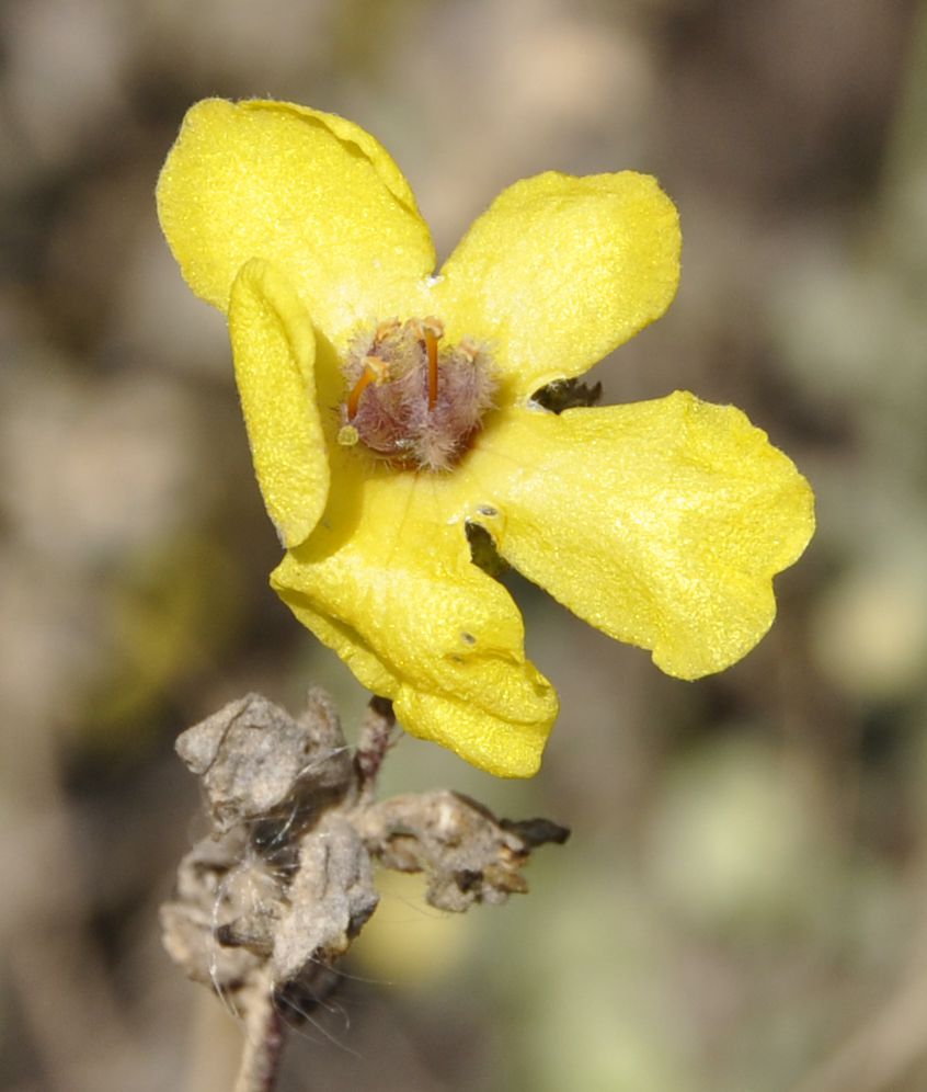 Изображение особи Verbascum pinnatifidum.