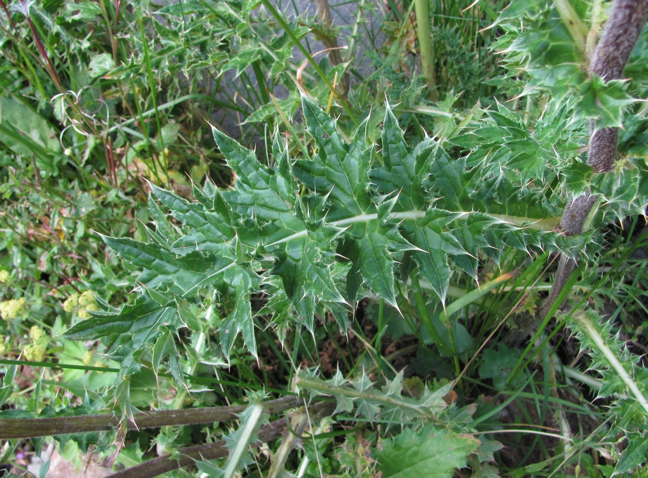 Изображение особи Cirsium obvallatum.