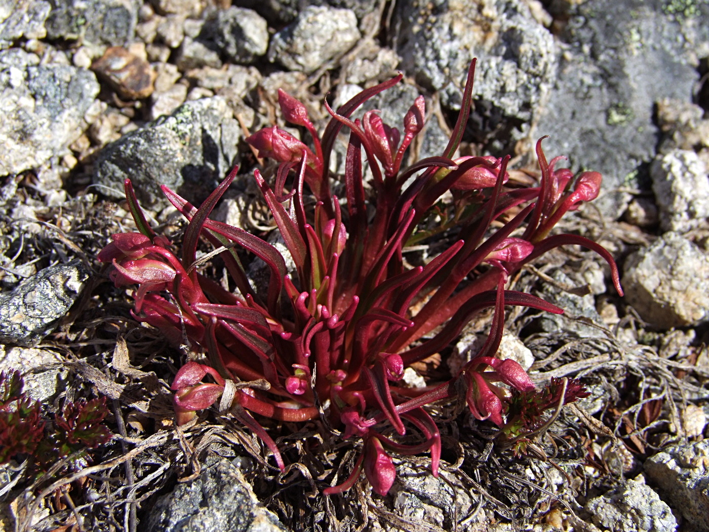 Image of Claytonia soczaviana specimen.