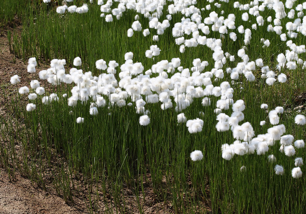 Image of Eriophorum scheuchzeri specimen.