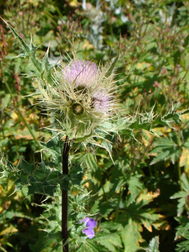 Изображение особи Cirsium obvallatum.