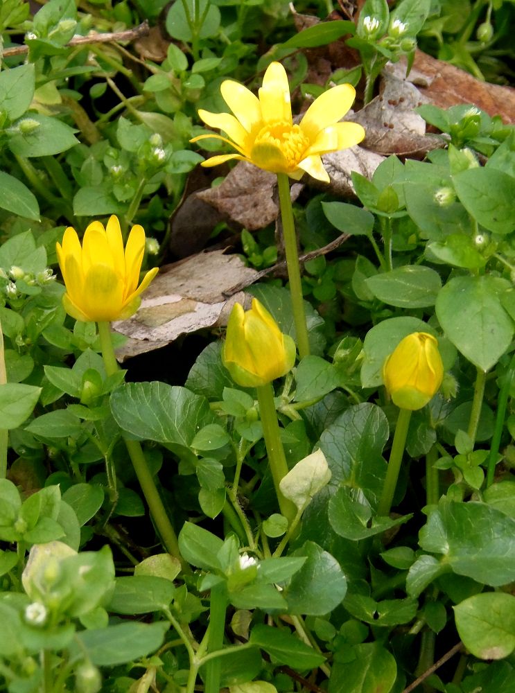 Image of Ficaria stepporum specimen.