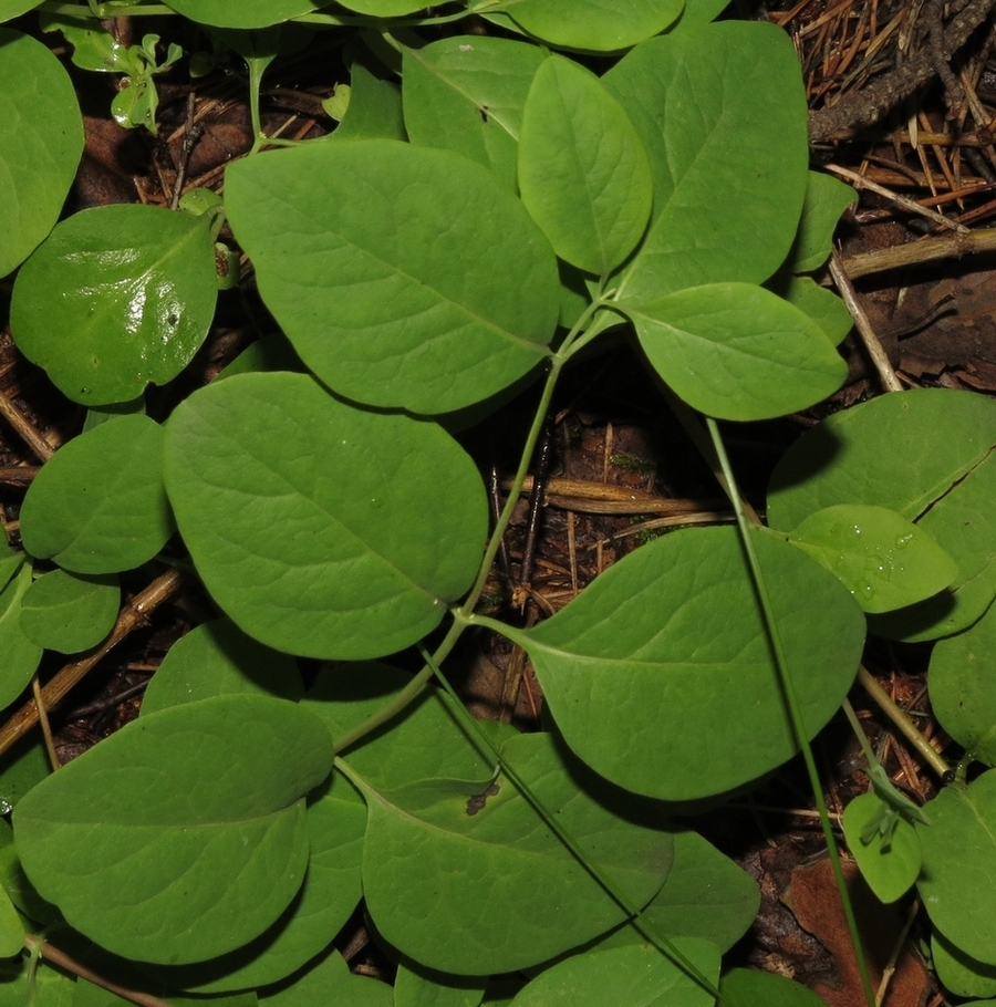 Изображение особи Lonicera caprifolium.