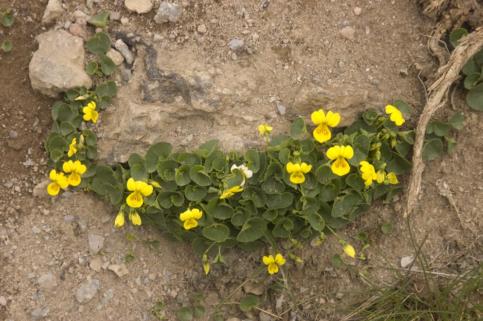 Изображение особи Viola caucasica.