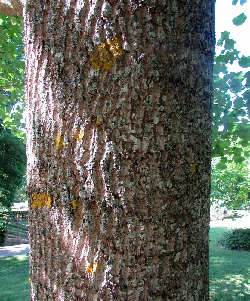 Image of Liriodendron tulipifera specimen.