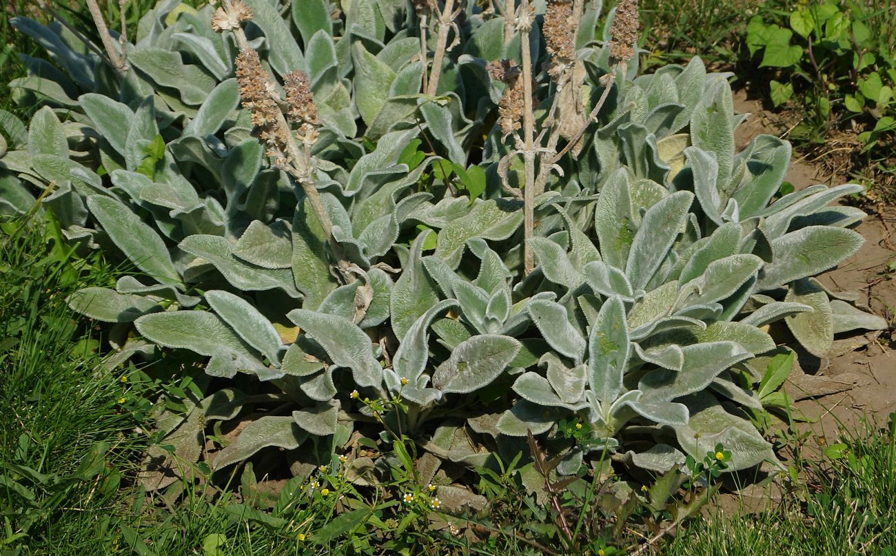Image of Stachys byzantina specimen.