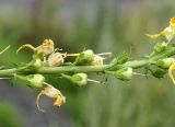 Linaria vulgaris. Часть соплодия. Камчатка, г. Елизово, пустырь за стадионом. 17.08.2016.