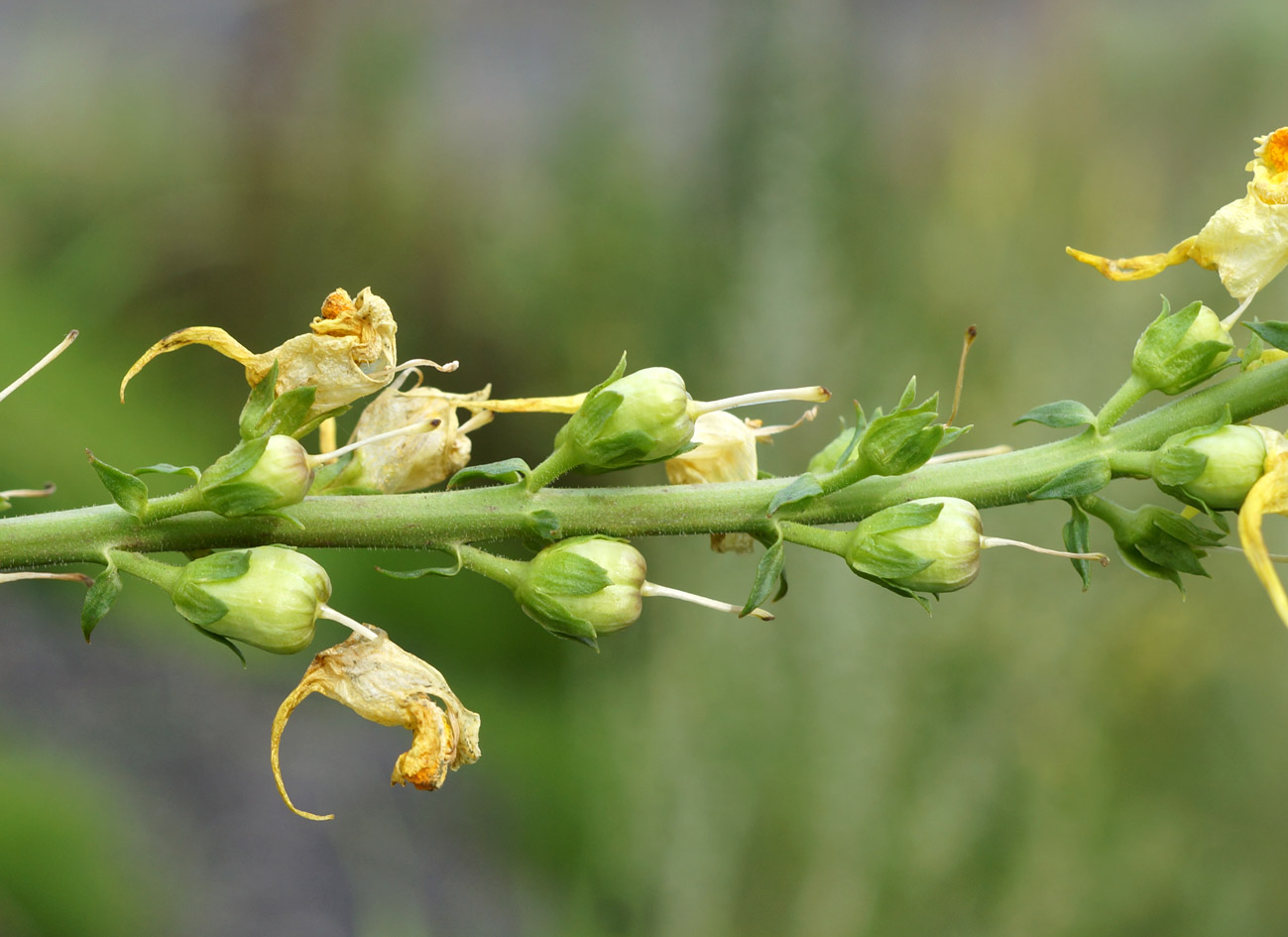 Image of Linaria vulgaris specimen.