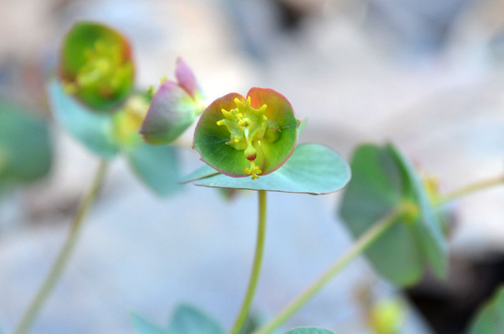 Изображение особи Euphorbia talassica.