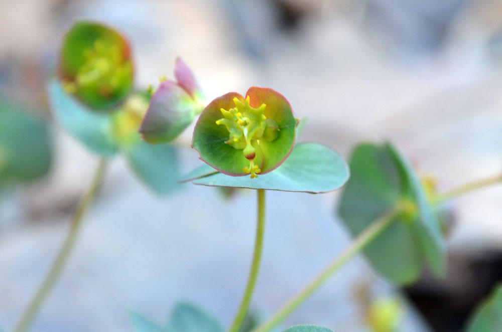 Image of Euphorbia talassica specimen.