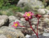 Saxifraga kolenatiana. Цветки. Кабардино-Балкария, Эльбрусский р-н, долина р. Ирик, ок. 2300 м н.у.м., каменистое место. 13.07.2016.