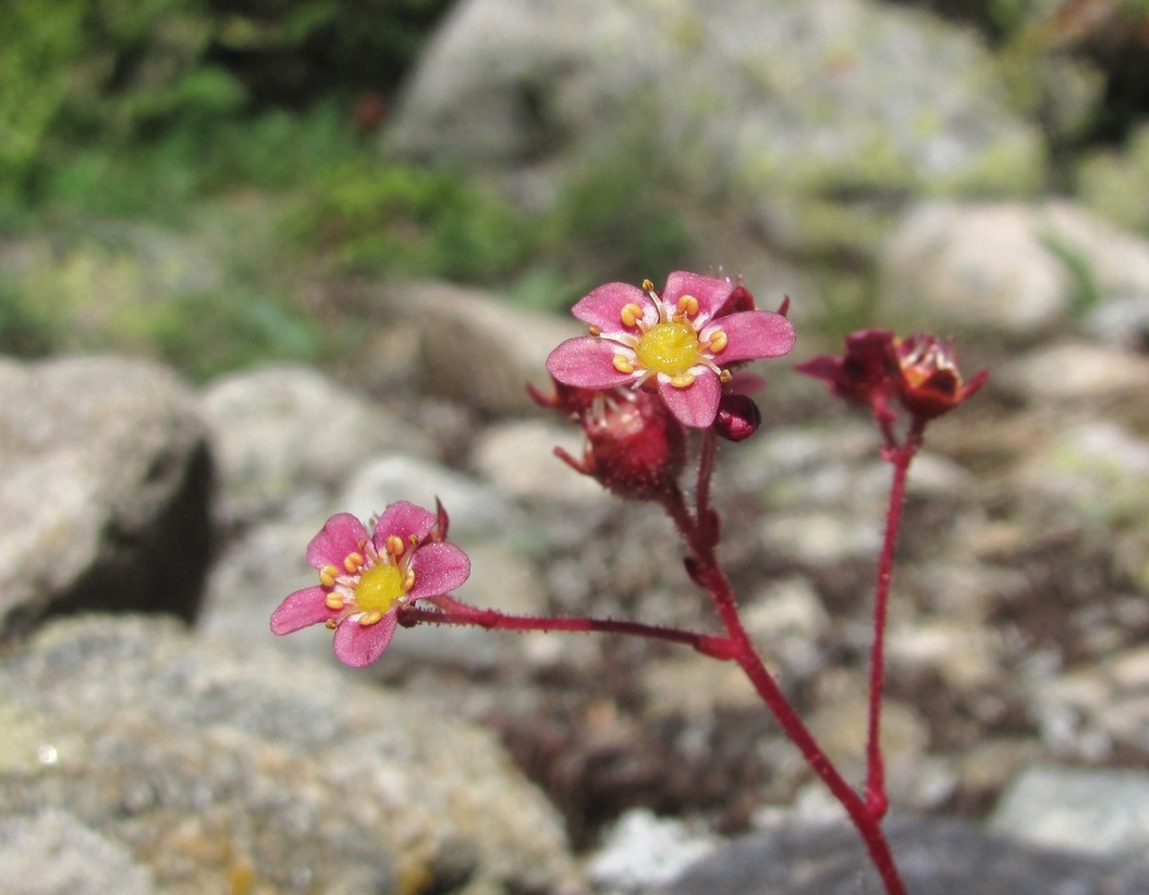 Изображение особи Saxifraga kolenatiana.