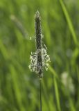 Alopecurus pratensis. Соцветие. Пермский край, г. Пермь, Кировский р-н, сырой пойменный луг. 15.07.2017.