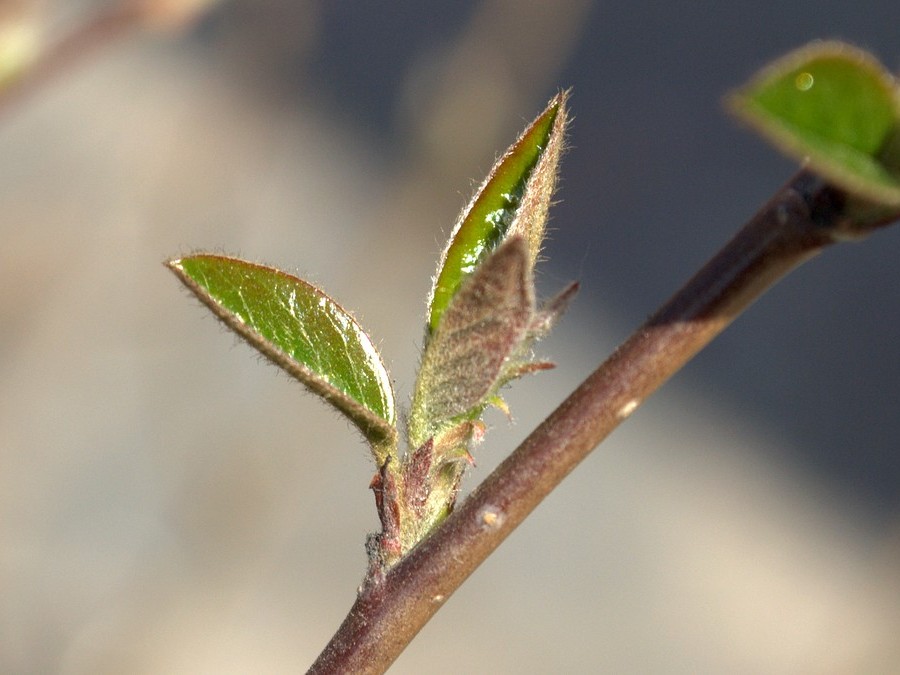 Image of Cotoneaster lucidus specimen.