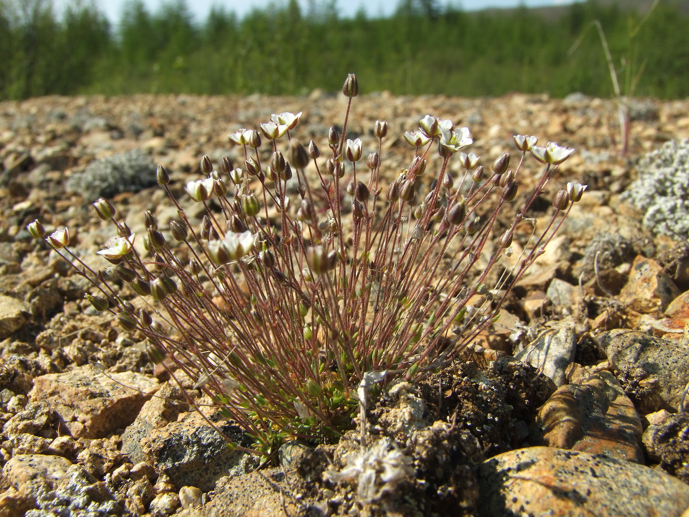 Image of Minuartia rubella specimen.