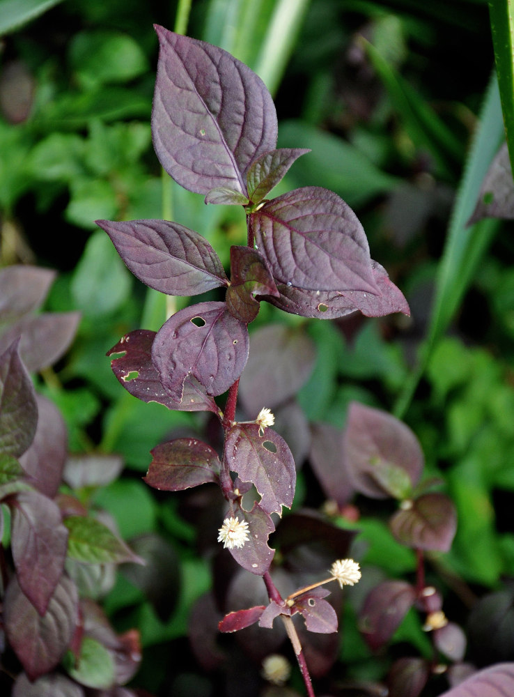 Изображение особи Alternanthera brasiliana.