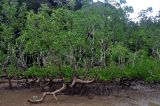 Sonneratia alba. Взрослые деревья во время отлива. Малайзия, о-в Калимантан, национальный парк Бако, мангровый лес. 11.05.2017.