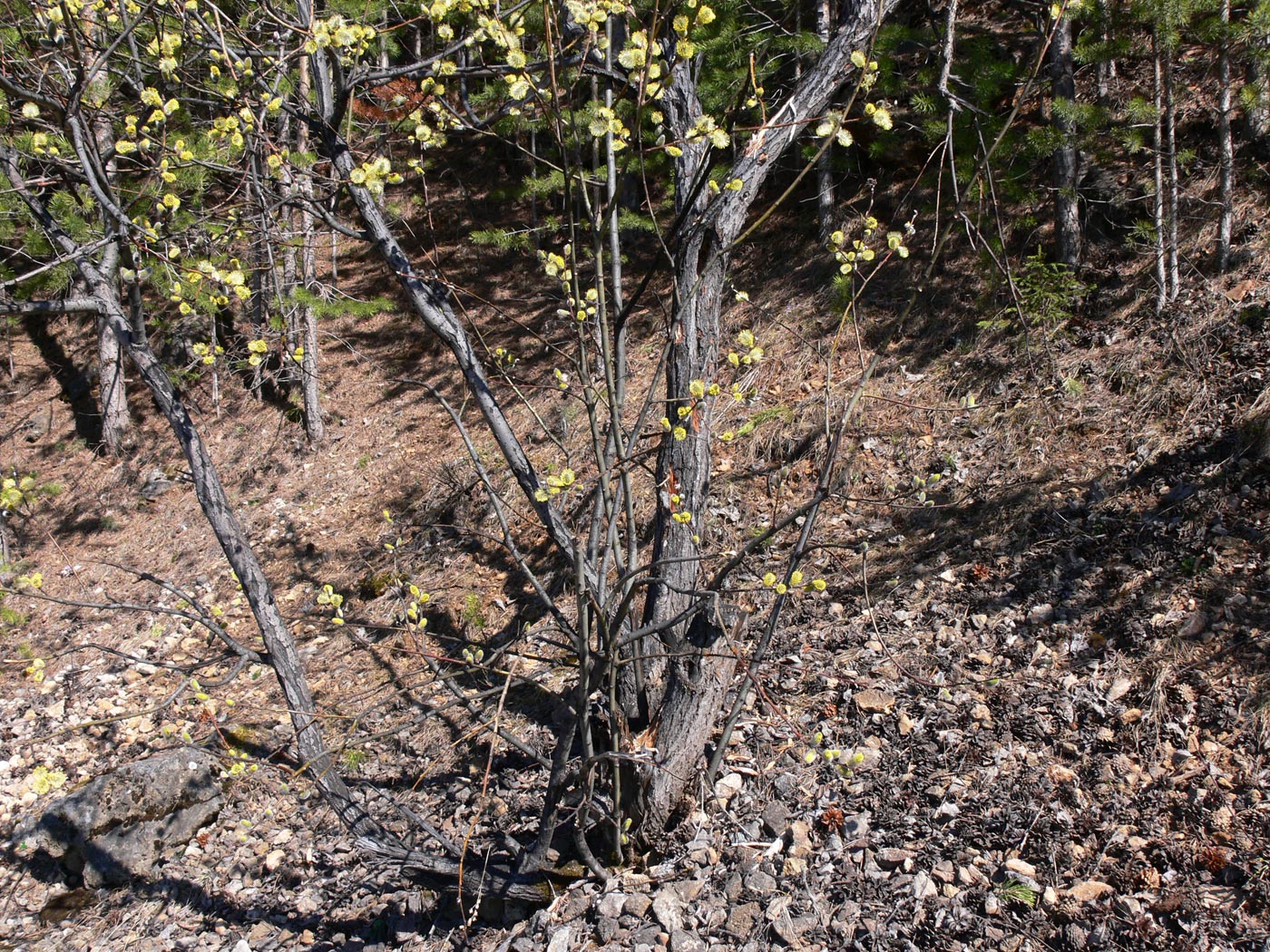 Image of Salix caprea specimen.