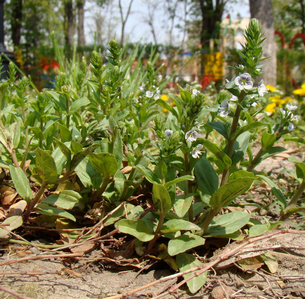 Image of Veronica serpyllifolia specimen.