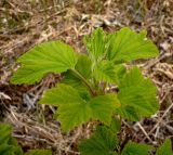 Ribes spicatum. Верхушка побега. Чувашия, окр. г. Шумерля, пойма р. Сура, Паланская протока. 6 мая 2008 г.