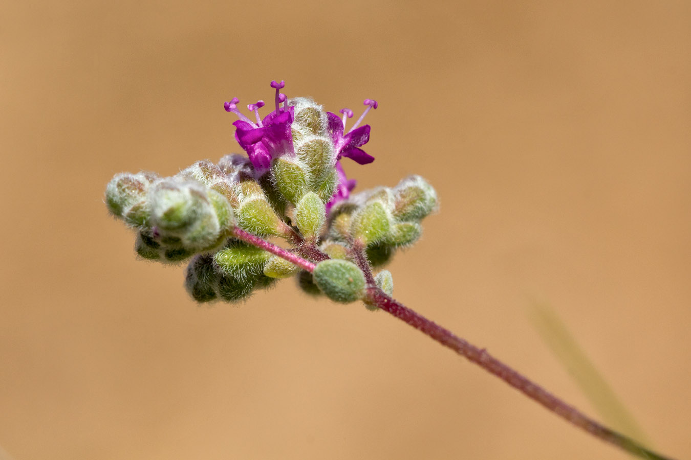 Image of Origanum microphyllum specimen.