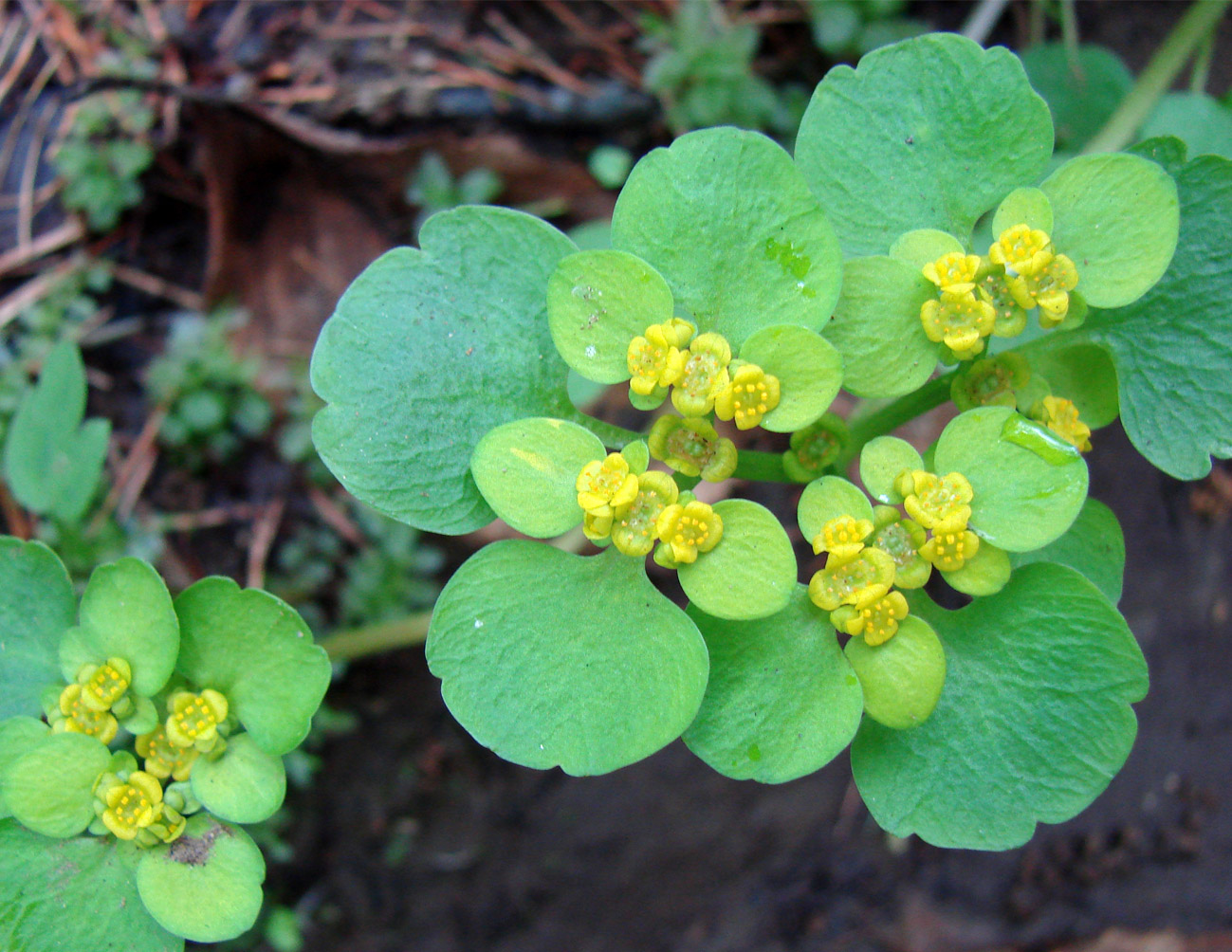 Image of Chrysosplenium sibiricum specimen.