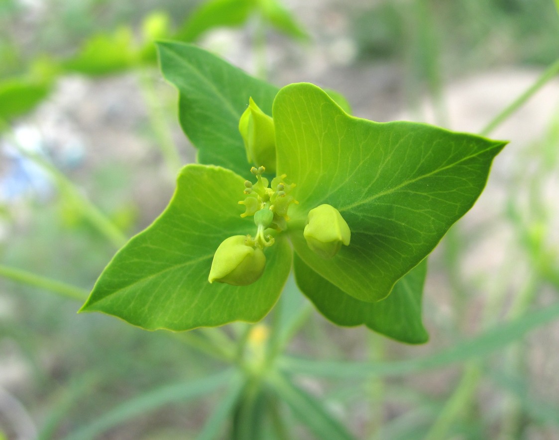 Image of Euphorbia daghestanica specimen.