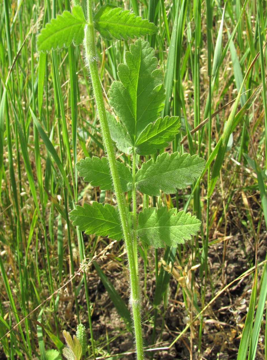 Image of Turgenia latifolia specimen.