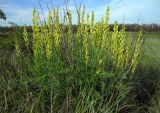 Astragalus asper
