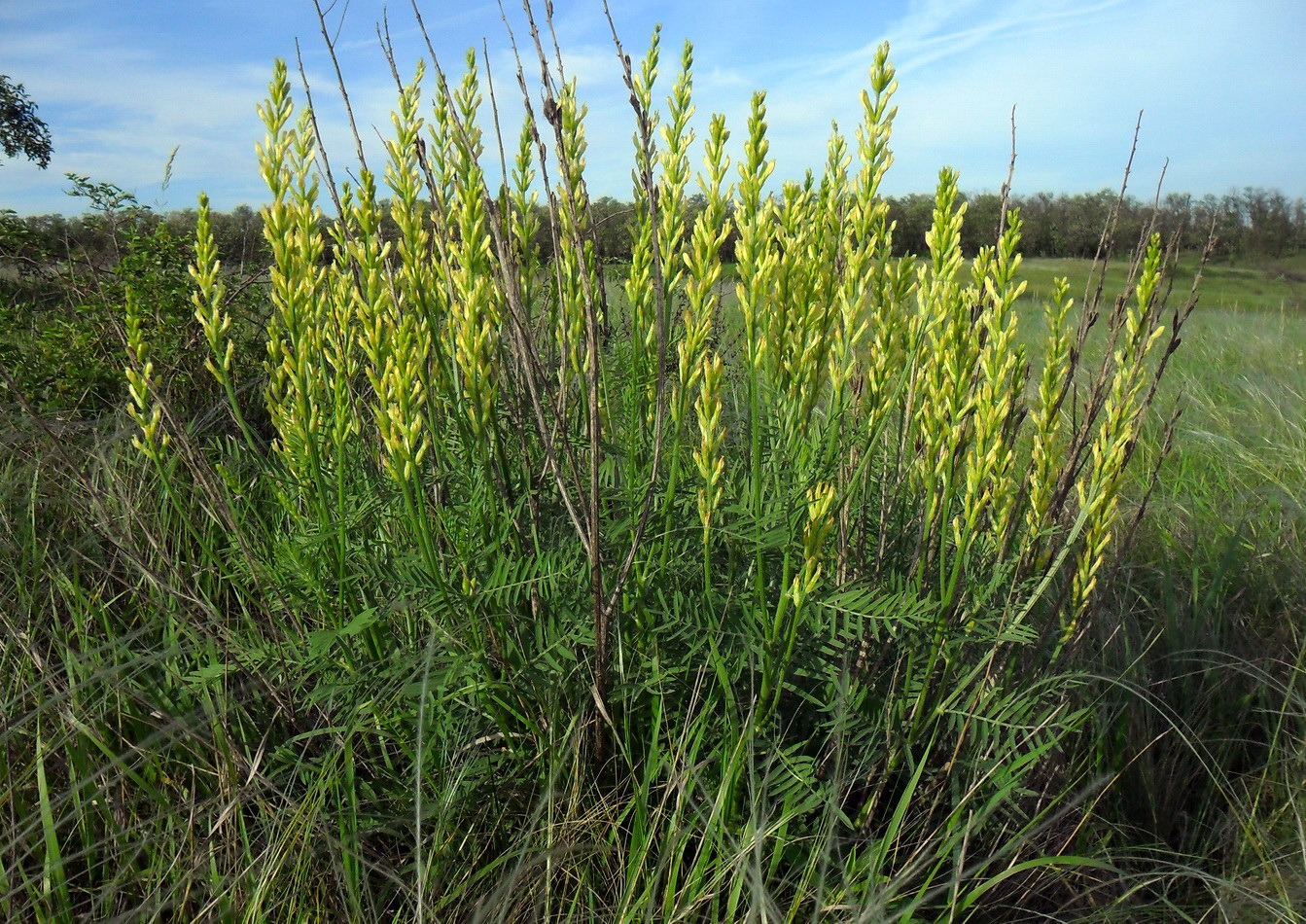 Image of Astragalus asper specimen.