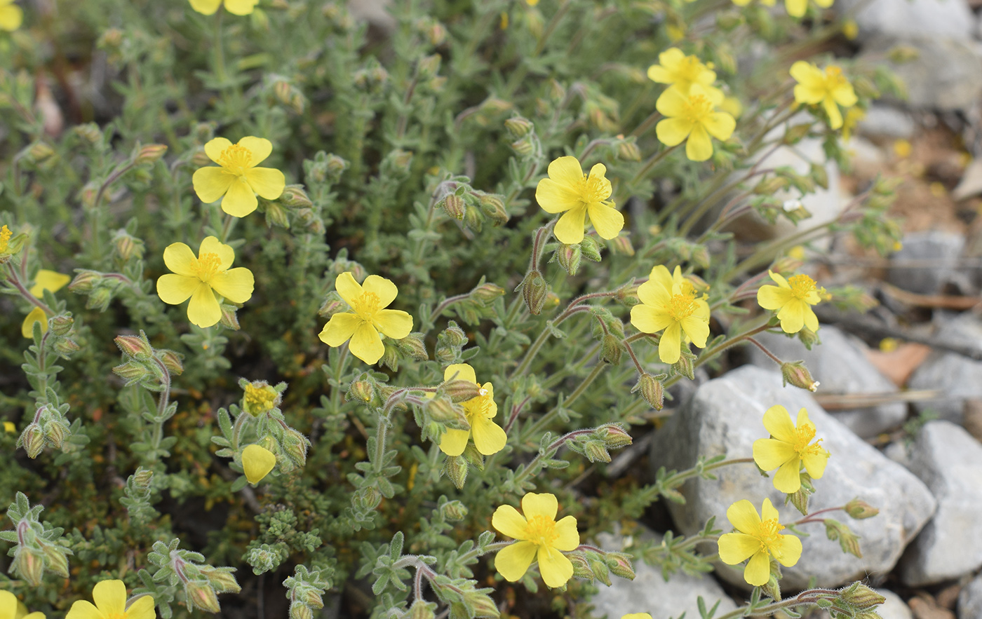 Image of Helianthemum hirtum specimen.