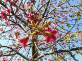 Brachychiton discolor. Цветки и бутоны. Израиль, г. Бат-Ям, в озеленении. 14.06.2017.