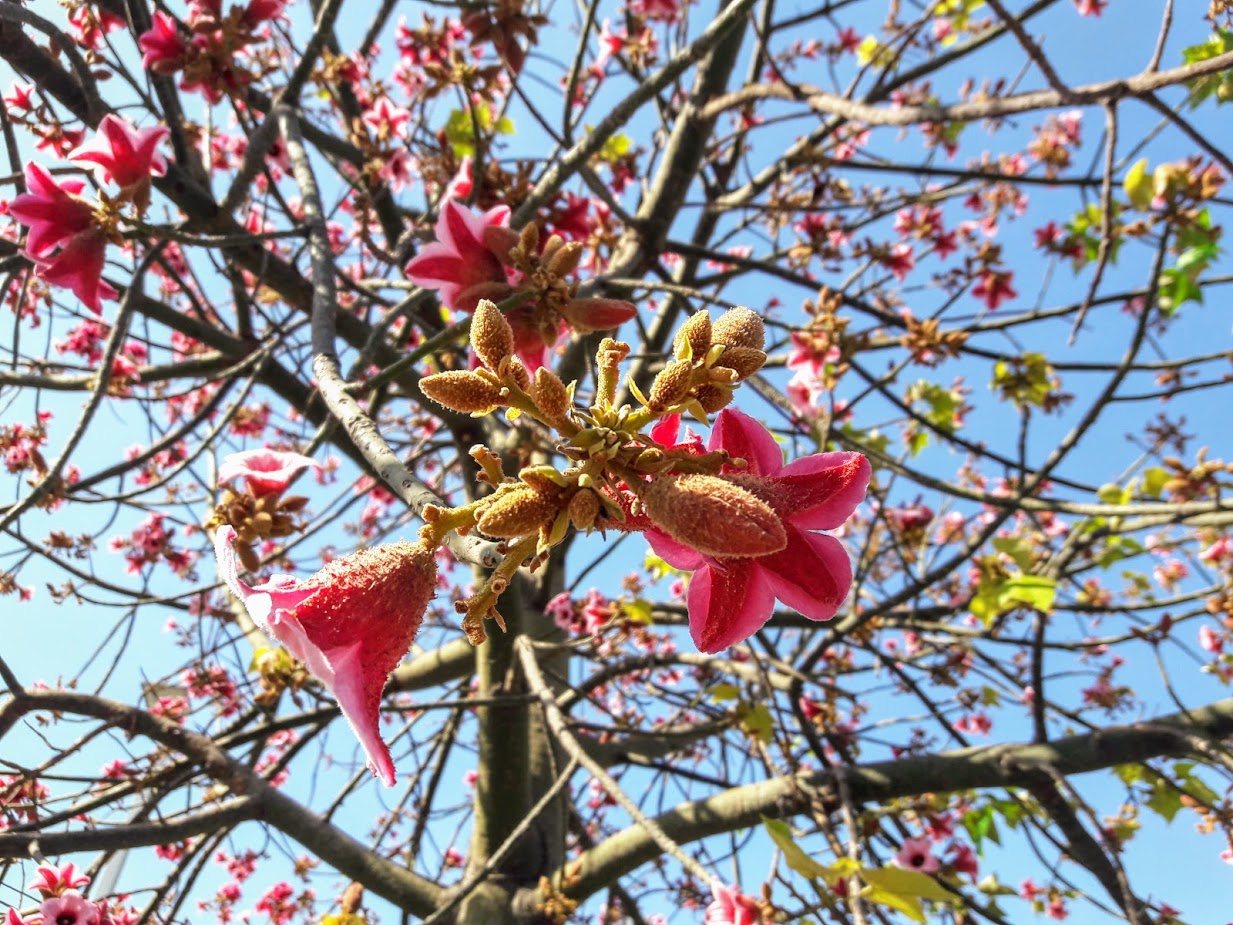 Изображение особи Brachychiton discolor.