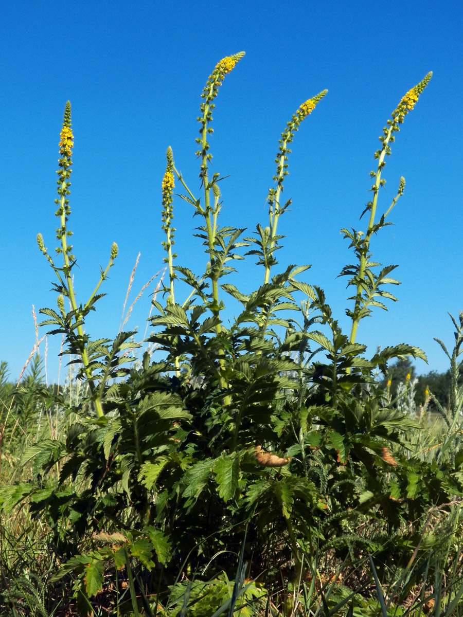 Image of Agrimonia eupatoria specimen.