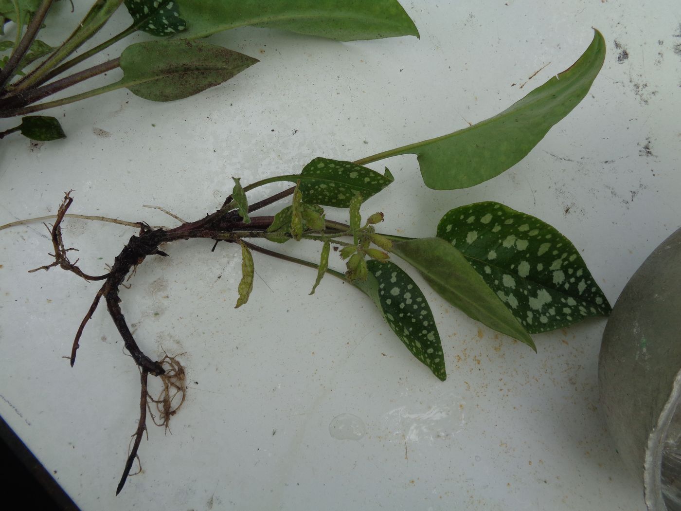 Image of Pulmonaria officinalis specimen.