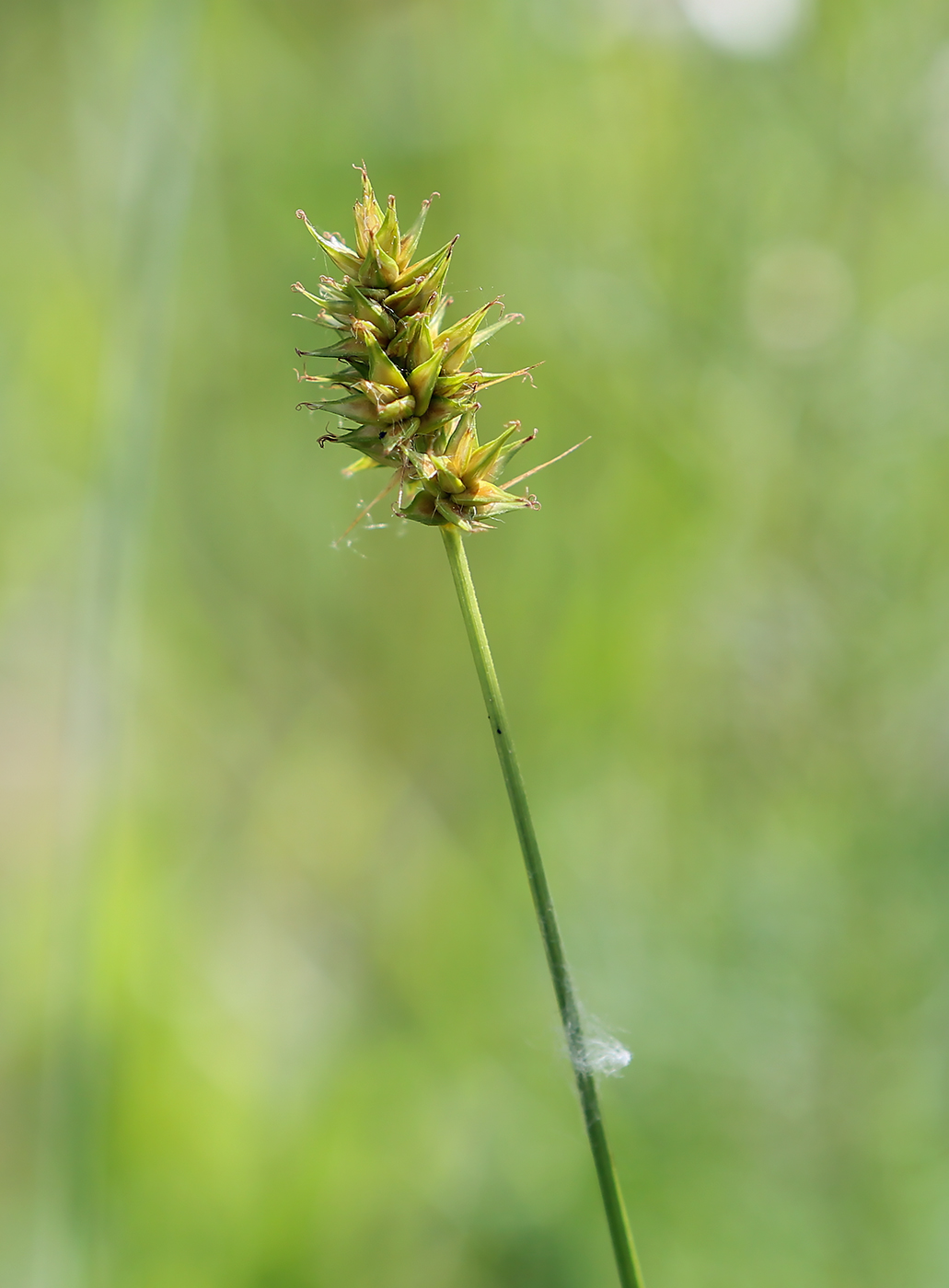 Image of Carex spicata specimen.