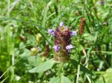 Prunella vulgaris