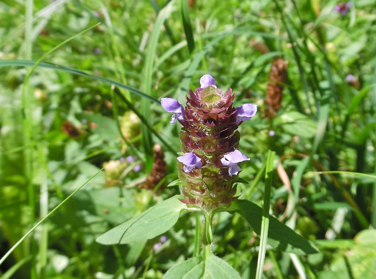 Изображение особи Prunella vulgaris.