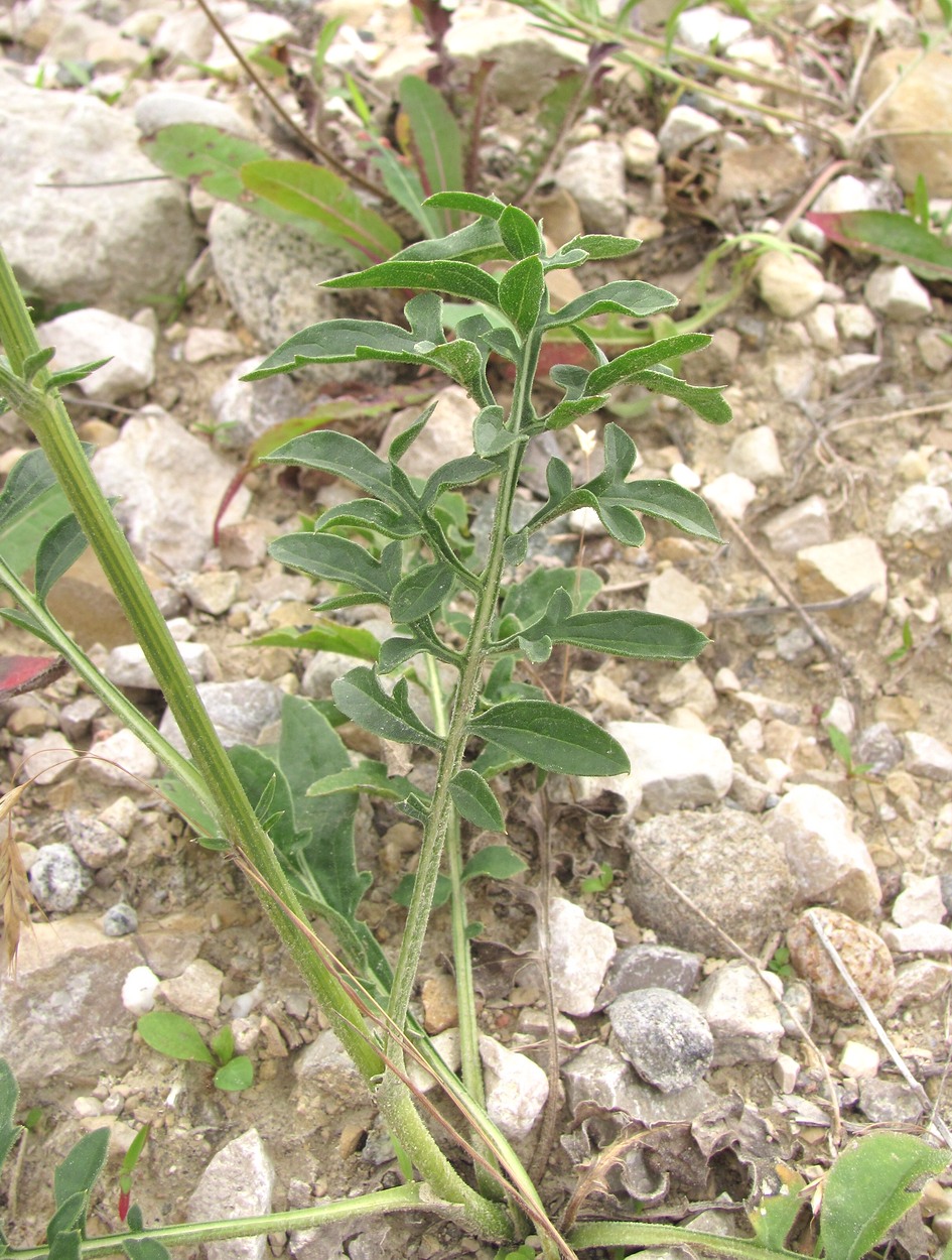Image of Centaurea apiculata specimen.