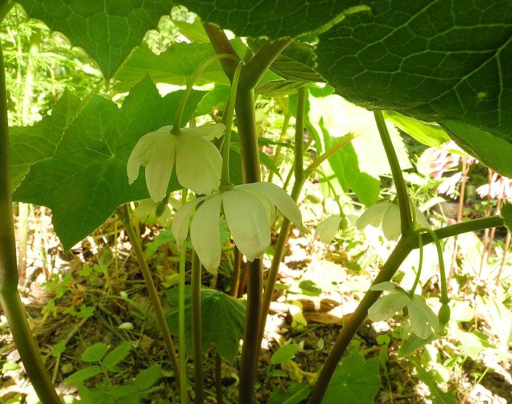 Изображение особи Dysosma tsayuensis.