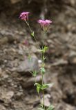 Silene armeria. Верхняя часть цветущего растения. Приморский край, Кавалеровский р-н, окр. пгт Кавалерово, левый берег р. Зеркальная, на песчано-галечниковых отложениях. 03.08.2018.