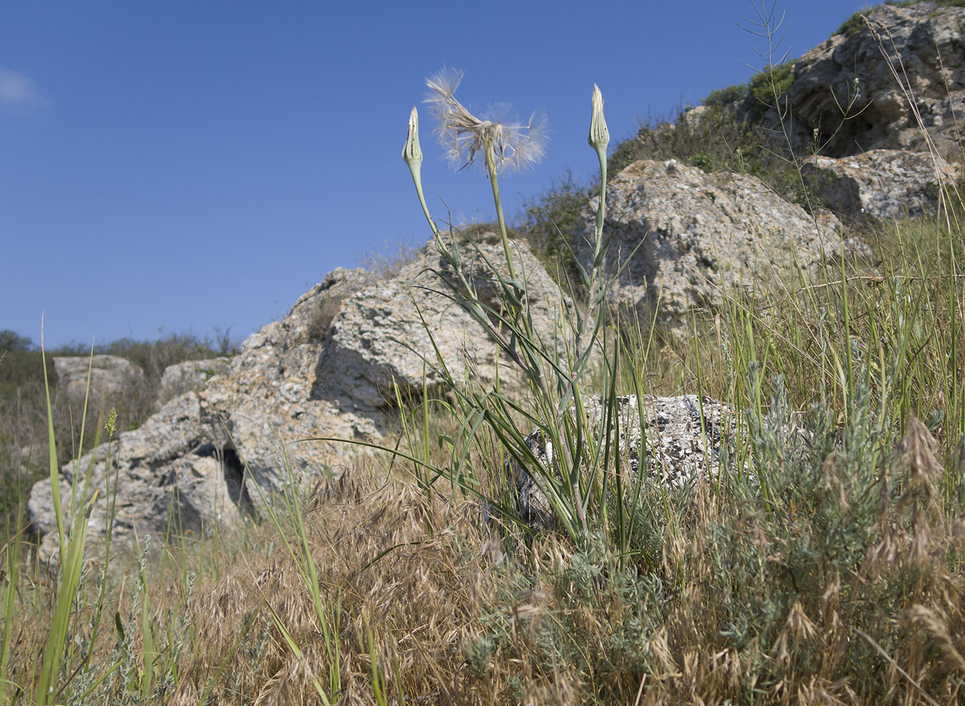 Image of Tragopogon dubius specimen.