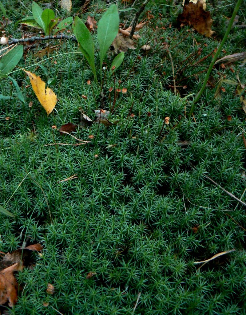 Изображение особи Polytrichum commune.